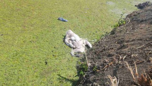 ZAGAĐENJE UBILO LABUDOVE Inspekcija utvrdila povećanu koncentraciju azota u Jojkića Dunavcu