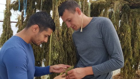 IZ BAZENA PRAVO U NJIVU: Dvojica Nišlija, nakon uspešne sportske karijere, seju industrijsku konoplju