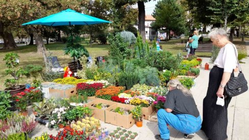 HRIZANTEME SVI PAZARE: U parku Manjež do sledećeg vikenda tradiocionalna izložba cveća