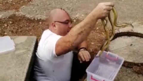 НЕ ОДМАРА ИАКО ЈЕ ОКТОБАР Владица из шахтова код школе у Врању извукао 15 змија