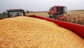 MINISTARSTVO POLJOPRIVREDE: Nema zabrane izvoza kukuruza