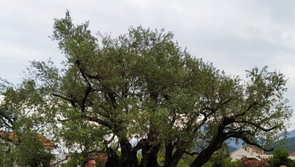 БЕРБА СА МАСЛИНЕ СТАРИЈЕ ОД ИСУСА ХРИСТА: Стабло у Бару старо два и по миленијума, направиће маслиново уље од плода (ФОТО)