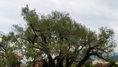 БЕРБА СА МАСЛИНЕ СТАРИЈЕ ОД ИСУСА ХРИСТА: Стабло у Бару старо два и по миленијума, направиће маслиново уље од плода (ФОТО)