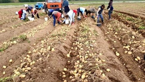CENA PALA NA 0,30 PFENINGA: Na visoravni Borike krompir rodio kao nikad pre (FOTO)