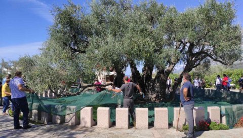 СТАРА МАСЛИНА РОДИЛА БОЉЕ НЕГО ИКАДА: Одржана прва јавна берба плодова светог дрвета