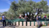 СТАРА МАСЛИНА РОДИЛА БОЉЕ НЕГО ИКАДА: Одржана прва јавна берба плодова светог дрвета