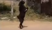 SEOSKA KOZA HODA NA DVE NOGE: Neverovatan prizor (VIDEO)