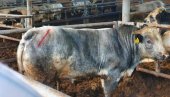 BIKOVI IZ SRBIJE MOREM DO AZIJE: Krenuo izvoz žive stoke iz naše zemlje za Liban, u prvom kontingentu 1.500 životinja
