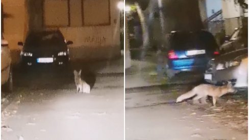 LISICA MEĐU STAMBENIM ZGRADAMA: Stanovnici Zrenjanina snimili zalutalu životinju (VIDEO)