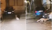 LISICA MEĐU STAMBENIM ZGRADAMA: Stanovnici Zrenjanina snimili zalutalu životinju (VIDEO)