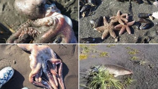 ЗАПАЊУЈУЋИ СНИМЦИ ЕКОЛОШКЕ КАТАСТРОФЕ: На Камчатки је морски свет нестао, не зна се шта убија животиње (ФОТО/ВИДЕО)