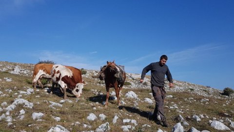 САМЕ ТРАЖЕ ПАШУ И ВОДУ, БЕЖЕ ОД ВУКА: Неколико деценија сточари подно Суве планине гаје 600 дивљих крава на несвакидашњи начин