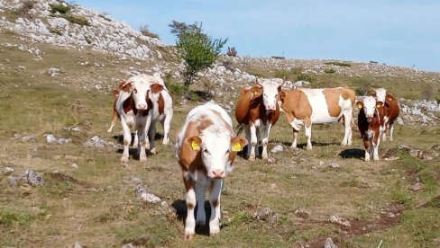 STOČARIMA DVA MILIONA: Opština Knić pomaže poljoprivrednike