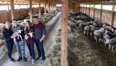 ŽIVE SRPSKI SAN NA ZEMLJI PREDAKA: Mladi uzgajivači ovaca od Kragujevca do Čačka odlučili da udruže snage i osnuju zadrugu