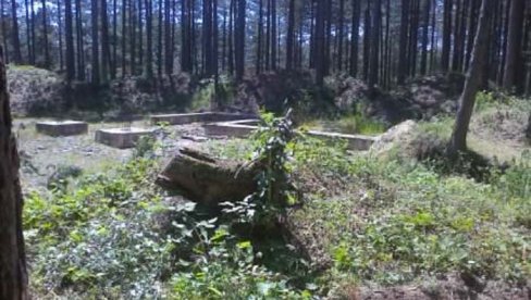 SEKU I PO PRIVATNIM IMANJIMA: Državne šume na teritoriji grada smanjene, nesavesni se često late sekire u Barajevu, Mladenovcu, Sopotu...