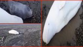 ALEKSEJ ODUŠEVIO CELU RUSIJU: Spasao tri nasukana kita, mladunče ušuškao da se ne smrzne (VIDEO)