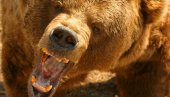 ГЛАДНА ЗВЕР ИЗГРИЗЛА ПАСТИРА: Mедвед напао човека у селу код Коњица, са тешким повредама пребачен у Сарајево!