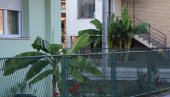 НЕОБИЧНА УЛИЦА У ЈАГОДИНИ Стабљике банана украсиле бројна дворишта (ФОТО)