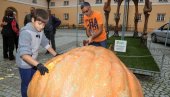 PUKLE TIKVE OD 600 KILA: U Kikindi zbog semenki posečene džinovske bundeve sa manifestacije “Dani ludaje”