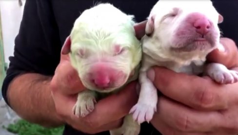 MALI PISTAĆO DOŠAO NA SVET: Rođeno štene sa zelenim krznom (VIDEO)