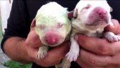 MALI PISTAĆO DOŠAO NA SVET: Rođeno štene sa zelenim krznom (VIDEO)