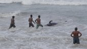 MORNARICA I DOBROVOLJCI PRITEKLI U POMOĆ: Oko 100 kitova se nasukalo na plažu