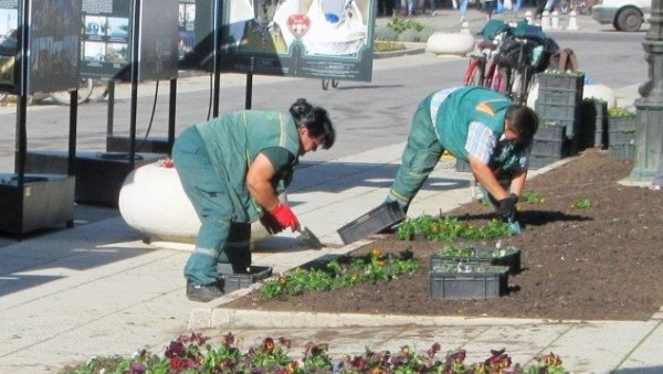 РАВАНГРАД УЛЕПШАВА 40.000 ЦВЕТНИЦА У Сомбору акција јесење цветне расаде