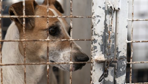 PRIZOR OD KOGA SE SRCE CEPA: Na periferiji Jagodine u napuštenoj kući cvile izgladneli i izmučeni psi