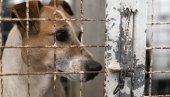 ГРАДСКЕ СЛУЖБЕ БРИНУ О ЖИВОТИЊАМА: Поводом хапшења због злостављања паса у Чумићу
