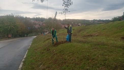 KIŠA KAO HRANA ZA NOVE SADNICE: Zbog vetra i padavina JKP Zelenilo Beograd intervenisalo na pet lokacija
