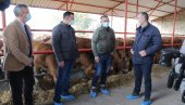 NEDIMOVIĆ NA FARMI JUNICA: Ministar posetio Banatsko Karađorđevo