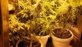 AKCIJA POLICIJE U KRALJEVU: Uhapšen muškarac, osumnjičen da je uzgajao marihuanu