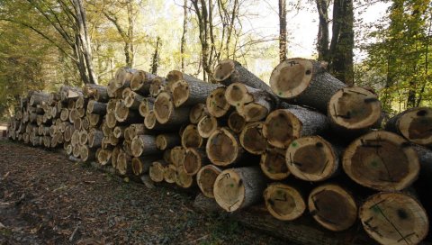 ДЕТАЉИ ТРАГЕДИЈЕ КОД ВАЉЕВА: Убило га дрво које је одсекао, пре неколико година на сличан начин страдао и отац