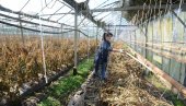 MEĐUSOBNO PRIZNANJE ZA ORGANSKE SERTIFIKATE: Ministarstva poljoprivrede Srbije i Republike Srpske dogovorila saradnju