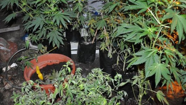 ОПТУЖНИЦА ПРОТИВ ПОЖАРЕВЉАНИНА У дворишту садио марихуану за продају