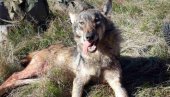 NEVEROVATAN ULOV NA SUVOBORU: Odstreljena zver od čak trideset kilograma, krenuli po zeca - vratili se sa vukom (FOTO)