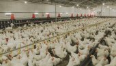 OTKRIVEN PTIČIJI GRIP: Nemačka naredila odstrel 62.000 ćurki i patki zbog H5N8
