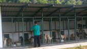 SA ULICE U AZIL, PA U BELI SVET: Napušteni psi iz prihvatilišta u Kuli se udomljavaju čak i u inostranstvu