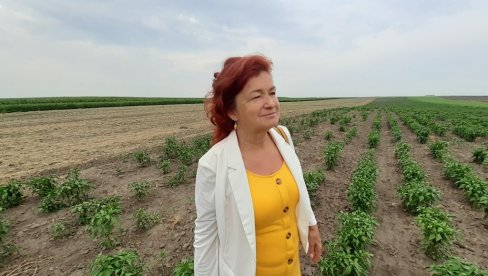 ZARADA OD SEMENA SA TAVANA: Valerija Baltin iz Telečke godinama proizvodi organsku hranu
