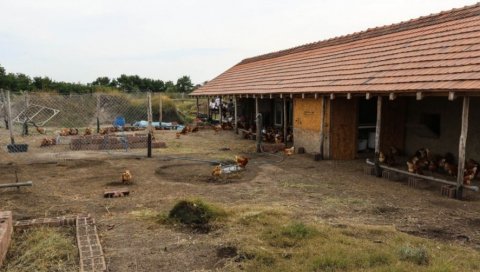 АЛЕКСИНА БАШТА ВЕЛИКОГ СРЦА: Фарма органских кока код Суботице спајила здраво и хумано
