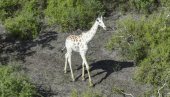 ДОДАТНА ЗАШТИТА ОД КРИВОЛОВАЦА: Једина бела жирафа на свету опремљена ГПС уређајем