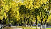 ISEKLI BOĐOŠE, SIMBOLE GRADA: Burna reakcija zbog seče zdravog drveća u centru Odžaka