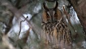 USTRELIO SOVU UŠARU: Dve krivične prijave u Paraćinu zbog zaštićenih vrsta ptica