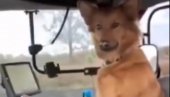 ЖУЋА ДОМАЋИН: Пас одушевио Србију! Вози трактор и оре њиву! (ВИДЕО)