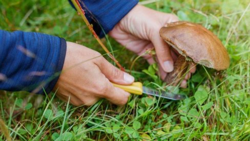 ИСТРАЖИВАЊЕ У НЕМАЧКОЈ: Чак 95 % узорака дивљих печурки има потпис“ Чернобила