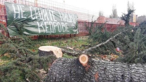 TRŽNI CENTAR POJEO KEDROVE: Nišlije ogorčene zbog seče drvoreda da bi se napravio ulaz u novi prodajni objekat
