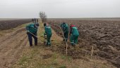 ZELENI PRSTEN ŠTITI CEO GRAD: U atarima Novog Sada počelo podizanje vetrozaštitnih pojaseva na više od 200 hektara