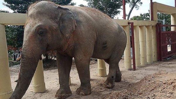 СЛОН УБИЦА ИЗ ИНДИЈЕ: Усмртио шесторо људи па коначно ухваћен (ФОТО)