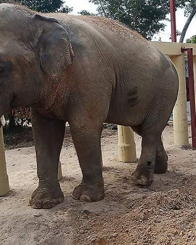 I TO JE MOGUĆE: Slon provalio u restoran