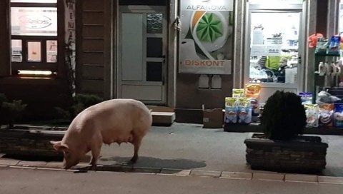 ШОК У ЛАПОВУ: Свиња прошетала центром града! (ФОТО)